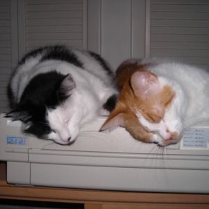 Meet your Posher, Tom